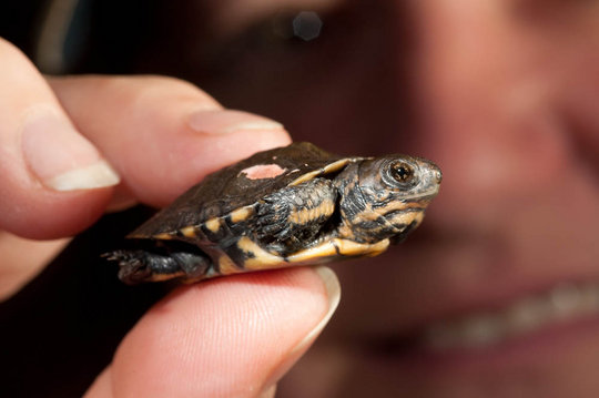 Saving Endangered Turtles in the Pacific Northwest - GlobalGiving