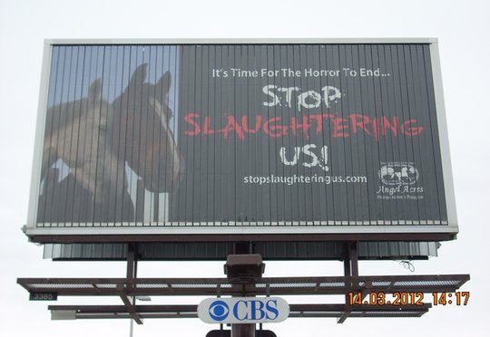 Anti Horse Slaughter
