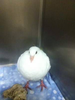 Injured baby pigeon Percy at the animal shelter