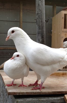 MickaCoo Pigeon & Dove Rescue - Give Green